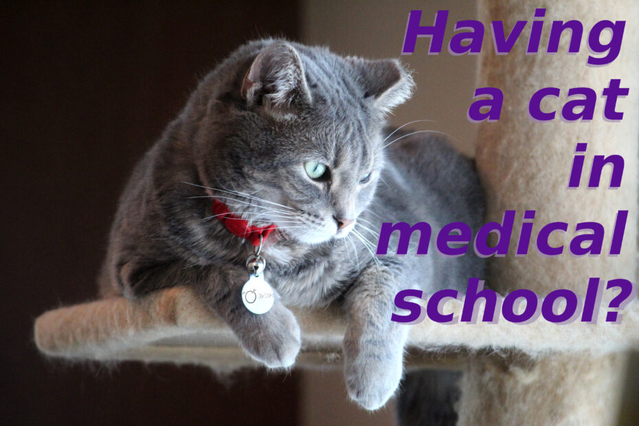 "Having a cat in medical school?" over photo of grey cat on cat tree